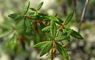 A green plant sparkles with dew drops on leaves